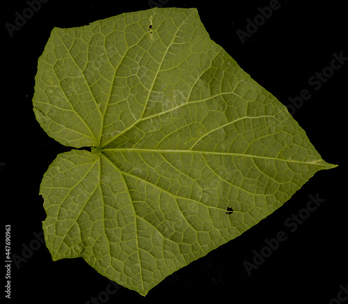 Cucumber leaves damaged by fungus