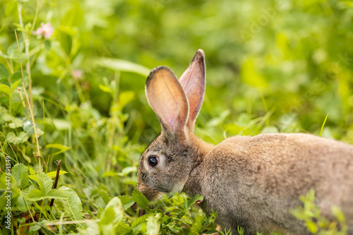 The gray rabbit walks on the green grass. Long-eared hare on the lawn. Pet. Rodent. Easter concept. © Elena
