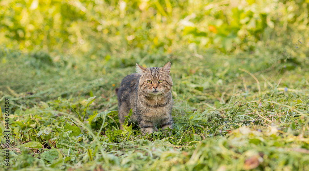 A gray striped fluffy cat is walking on the green grass. Pet for a walk. A beautiful animal. Selective focus. A gray striped fluffy cat is walking on the green grass. Pet for a walk. A beautiful animal. Selective focus.