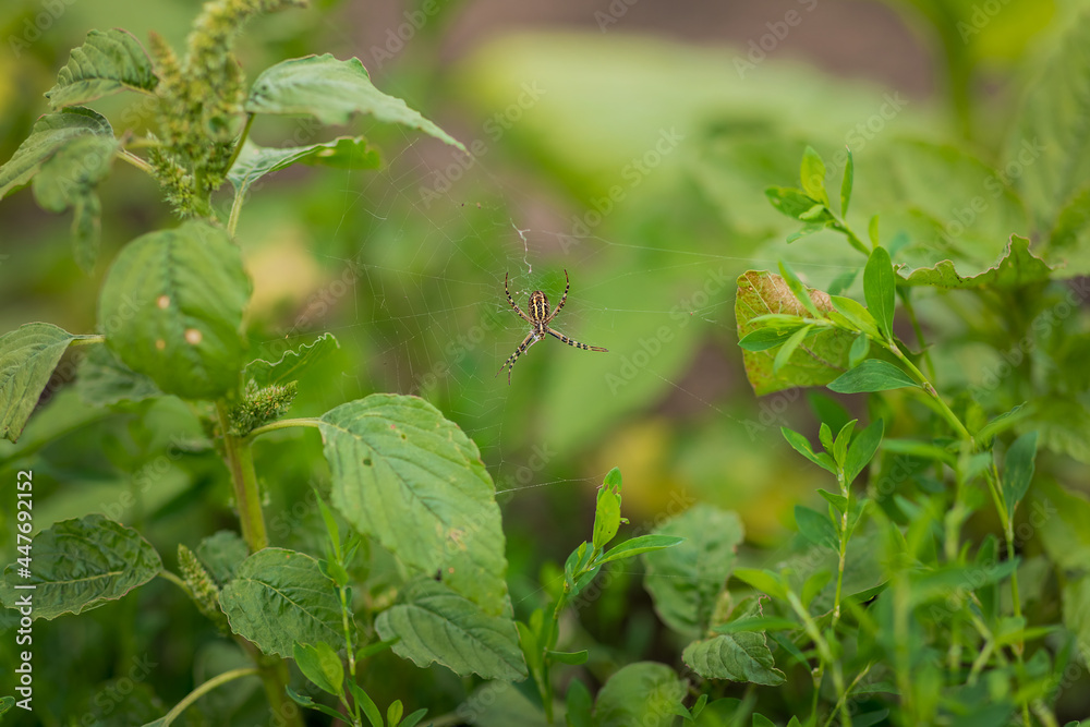 A black and yellow spider with long legs sits on a web between green leaves. Insect. Natural concept. Selective focus. Macro. A black and yellow spider with long legs sits on a web between green leaves. Insect. Natural concept. Selective focus. Macro.