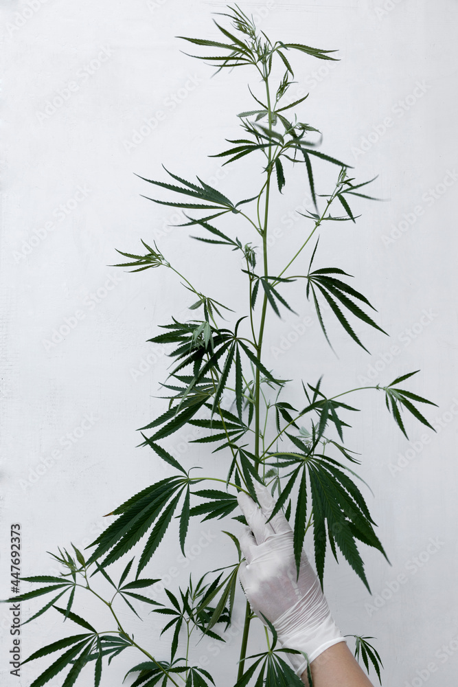 Fototapeta premium Doctor hand wearing white gloves and holding fresh cannabis leaves.Alternative medicine concept.Empty space