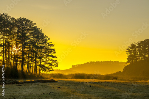 sunrise in the forest