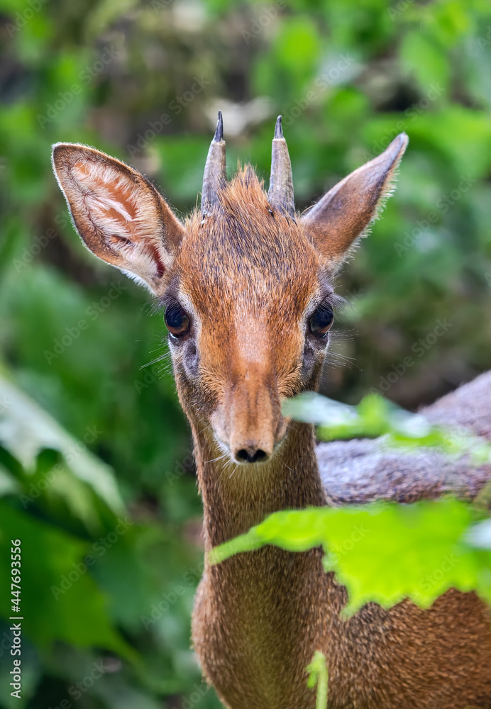 Frontal view of a Kirk's dik-dik (Madoqua kirkii) Frontal view of a Kirk's dik-dik (Madoqua kirkii)
