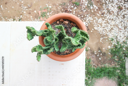 Euphorbia​ Lactea​ Cristata, Euphorbia neriifolia or Euphorbia lactea or Euphorbia lactea Haw