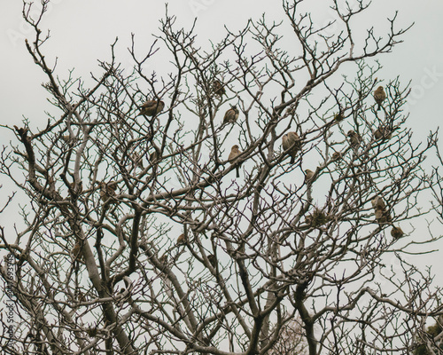Depresing birds on tree