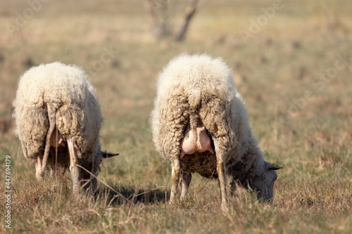 Two old sheep eat hay in a dry meadow