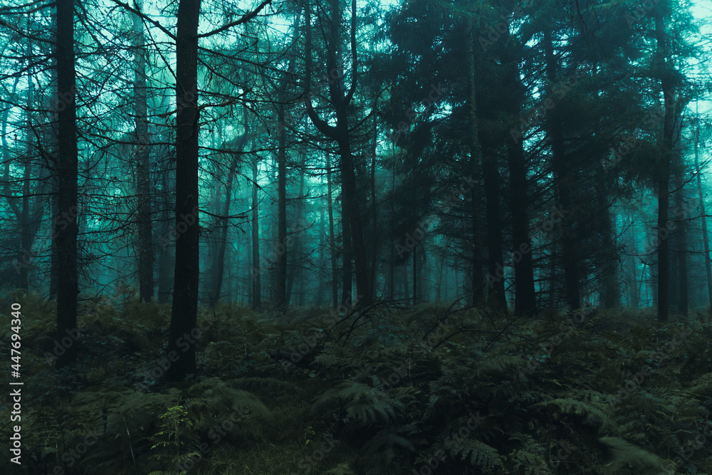 Fototapeta premium A spooky forest on a misty day in winter. With a blue green, moody edit.