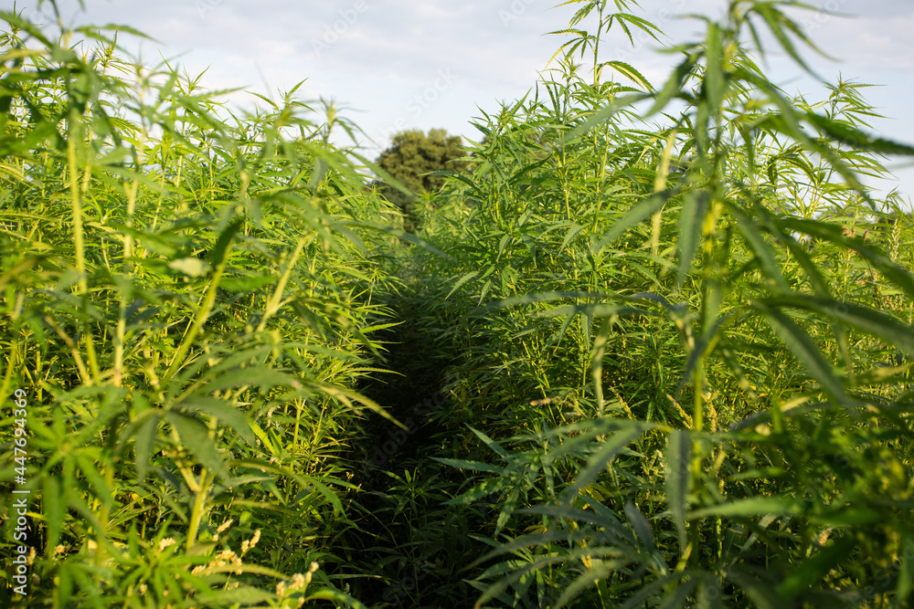 Field of industrial hemp (cannabis) in the evening sun. Legally planted on the field Field of industrial hemp (cannabis) in the evening sun. Legally planted on the field