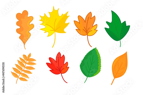 Autumn leaves in cartoon style isolated on white background. Maple, oak, rowan and so on leaf set. Vector.