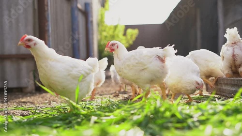 Young white chickens and roosters walk free-range and  peck grain . Poultry farming, home farm.Domestic birds.Organic farming Concept..