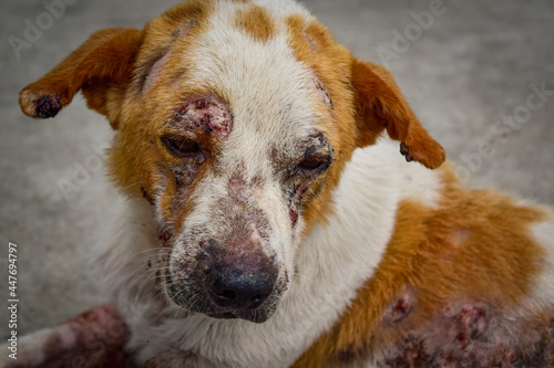 Closeup dog has an leprosy skin problem on their body and lying on the concrete floor.