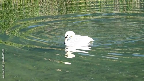 Höckerschwan beim gründeln