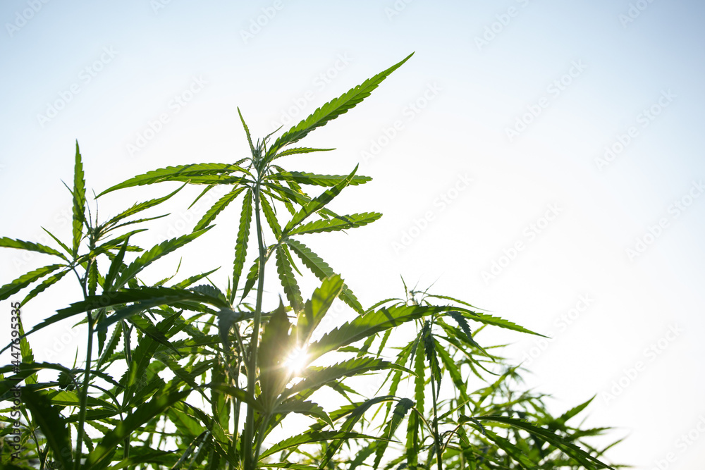 Field of industrial hemp (cannabis) in the evening sun. Legally planted on the field