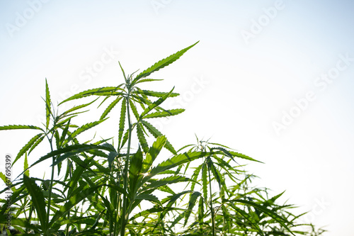 Field of industrial hemp  cannabis  in the evening sun. Legally planted on the field