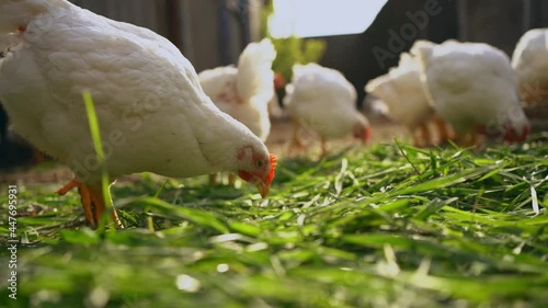 Young white chickens and roosters walk free-range and  peck grass . Poultry farming, home farm.Domestic birds.Organic farming Concept..