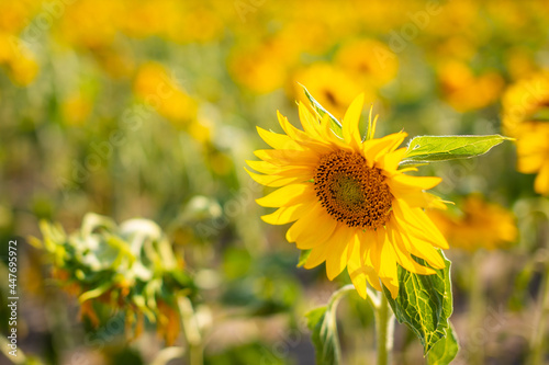 Field of blooming sunflowers in summertime in Czech republic