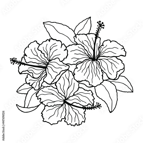 Hibiscus flowers. Stock vector illustration eps10, outline hand drawing. Isolate on a white background. 