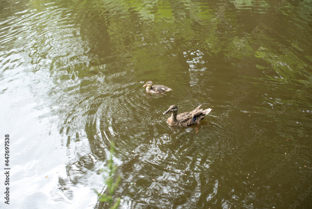 duck in the water duck in the water
