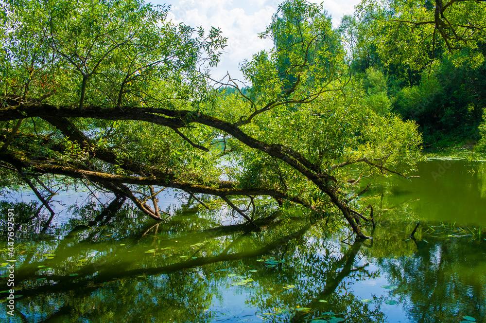 Tree branches fallen into a summer pond