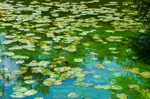 Fototapeta Naklejka Na Ścianę i Meble -  Green water lilies algae in water in a summer pond