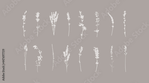 Botanical flowers art print elements. Floral silhouette illustrations. Collection of nature leaves shapes.