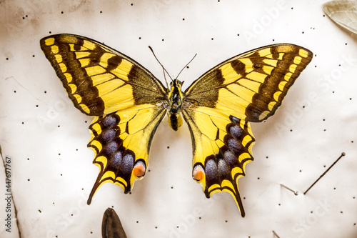 Photography Common yellow swallowtail butterfly on white display