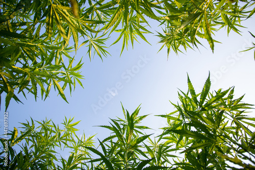 Field of industrial hemp (cannabis) in the evening sun. Legally planted on the field