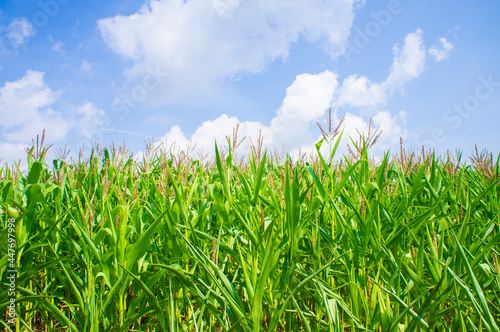 Agricultural crop corn with leaves on a blue sky background