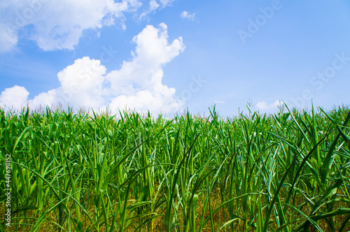 Agricultural crop corn with leaves on a blue sky background