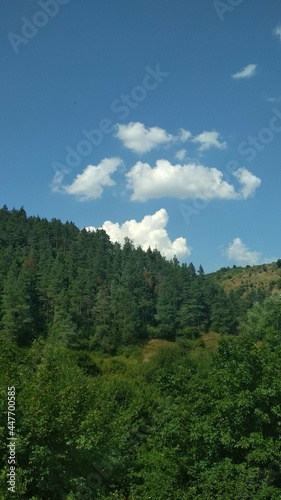 forest in the mountains