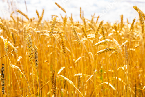 harvest of golden ripe ears full of grains in field
