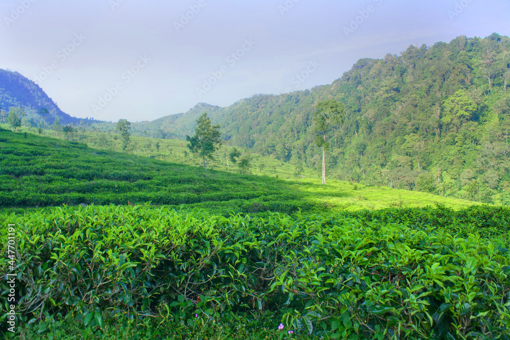 rice field in the mountains