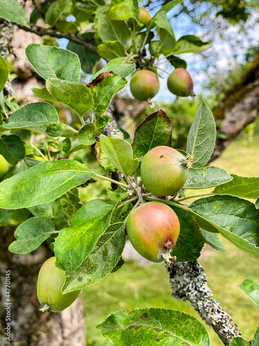 Unripe apples on old tree in garden.