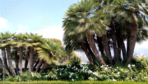 Palm trees in the park. Scenic road view with exotic trees in the morning in Saint-Jean-Cap-Ferrat.