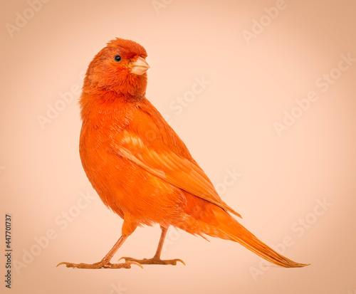 Red canary, Serinus canaria, against white background