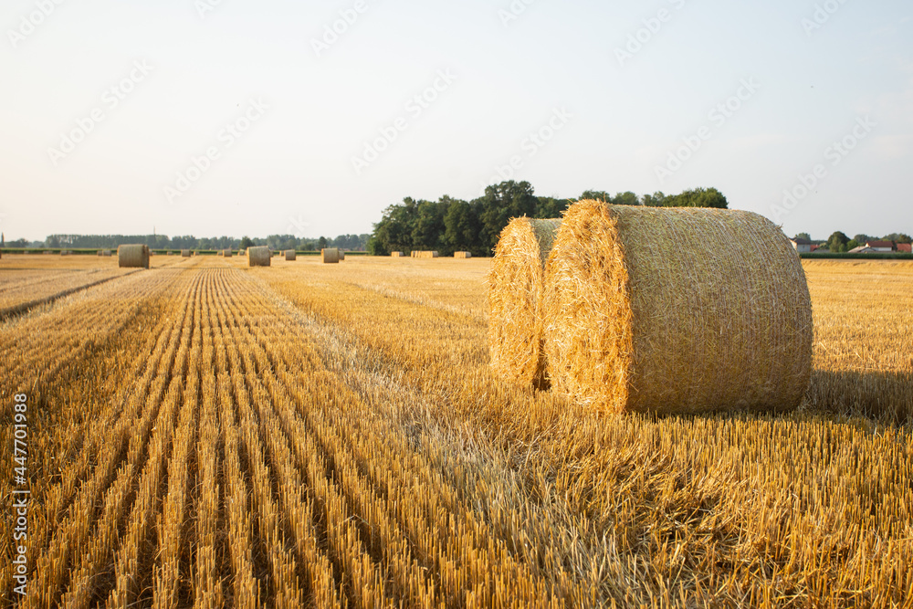 Fototapeta premium hay bales in the sunset