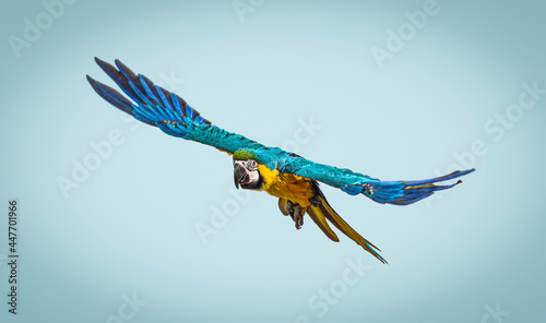 Front view of a blue-and-yellow macaw bird, Ara ararauna, flying, against a blue background