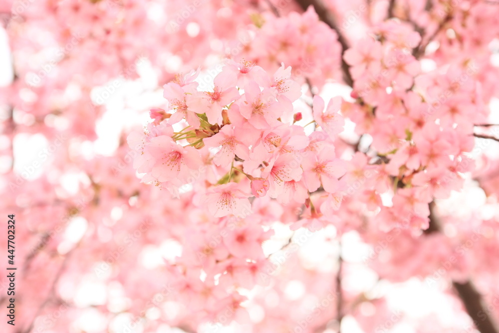 Japanese Cherry Blossom Japanese Cherry Blossom