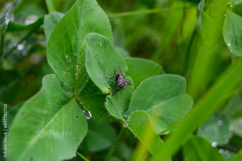 A fly sits in the grass on a clover. There is dew on the grass after the rain. A fly sits in the grass on a clover. There is dew on the grass after the rain.