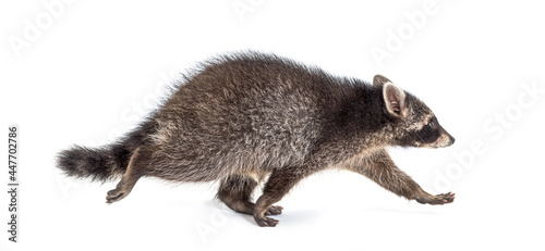 Side view of a young walking raccoon isolated on white