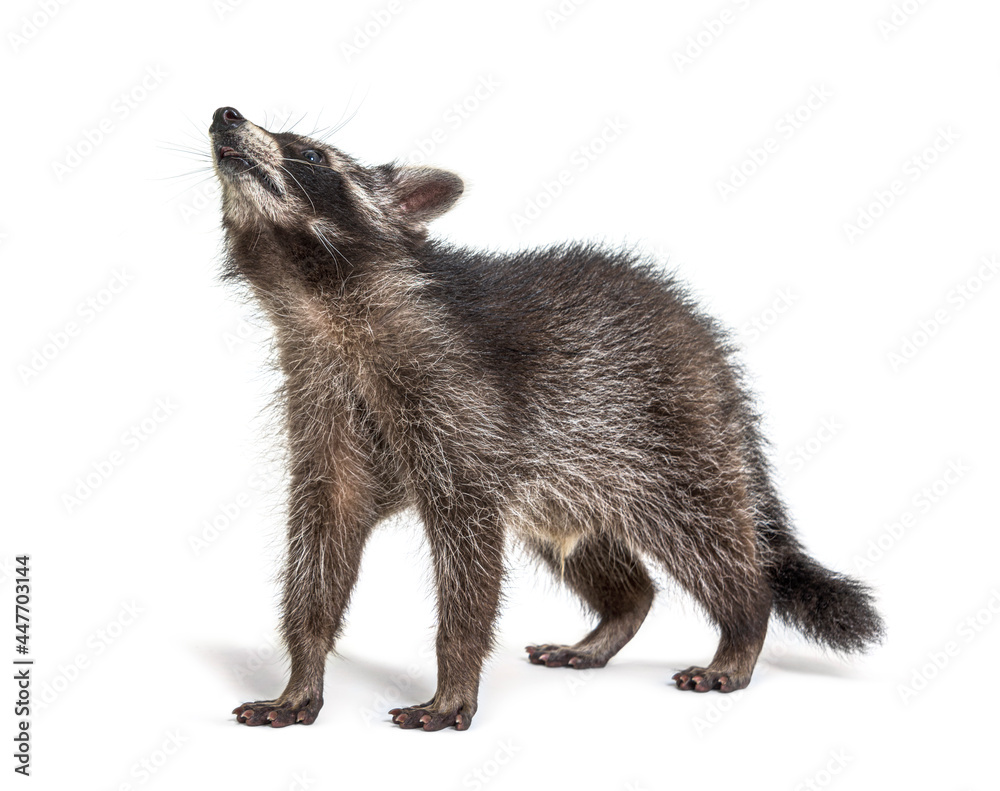 three months old young raccoon standing in front, isolated three months old young raccoon standing in front, isolated