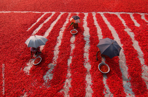 View of a few women picking red chilies in a field, Bogura, Bangladesh.