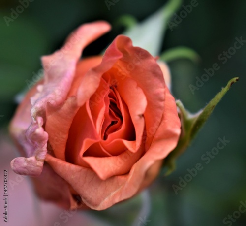 Dewy orange rose close-up