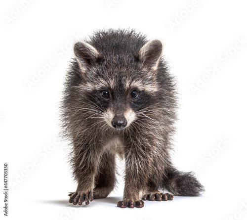 Fototapeta Naklejka Na Ścianę i Meble -  three months old young raccoon standing in front, isolated