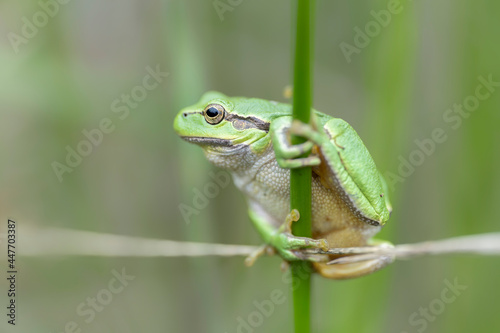 European Tree Frog (Hyla arborea) sclimbing up in the grass in the forest in Noord Brabant in the Netherlands. 