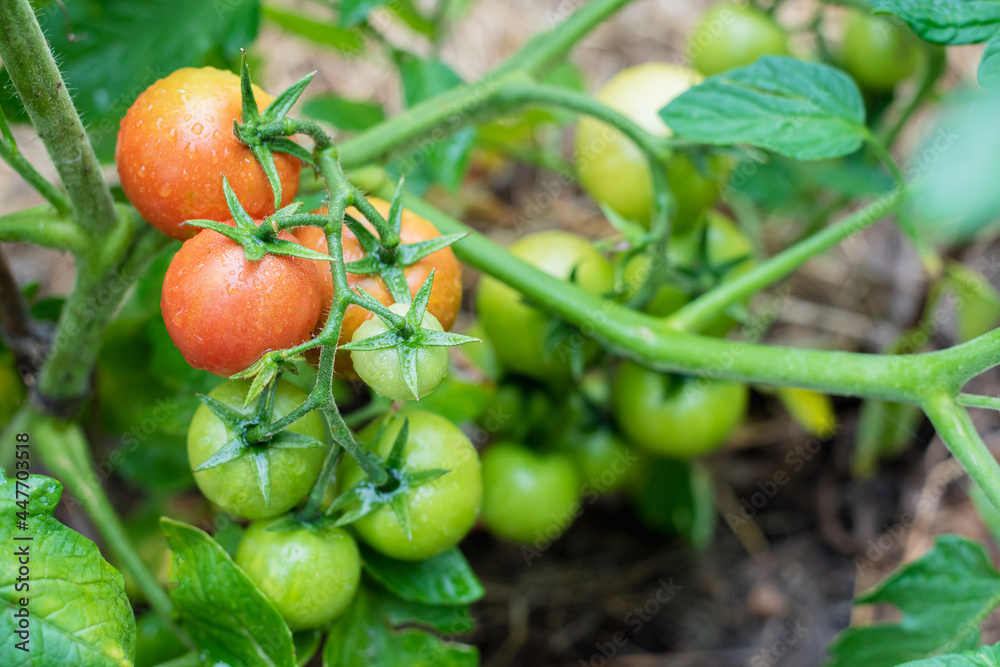 Green and red tomatoes ripen in the vegetable garden in summer