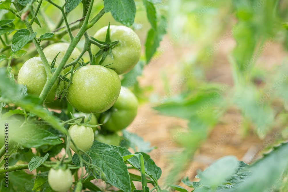 Fototapeta premium Group of fresh green tomatoes grow on bushes in the village