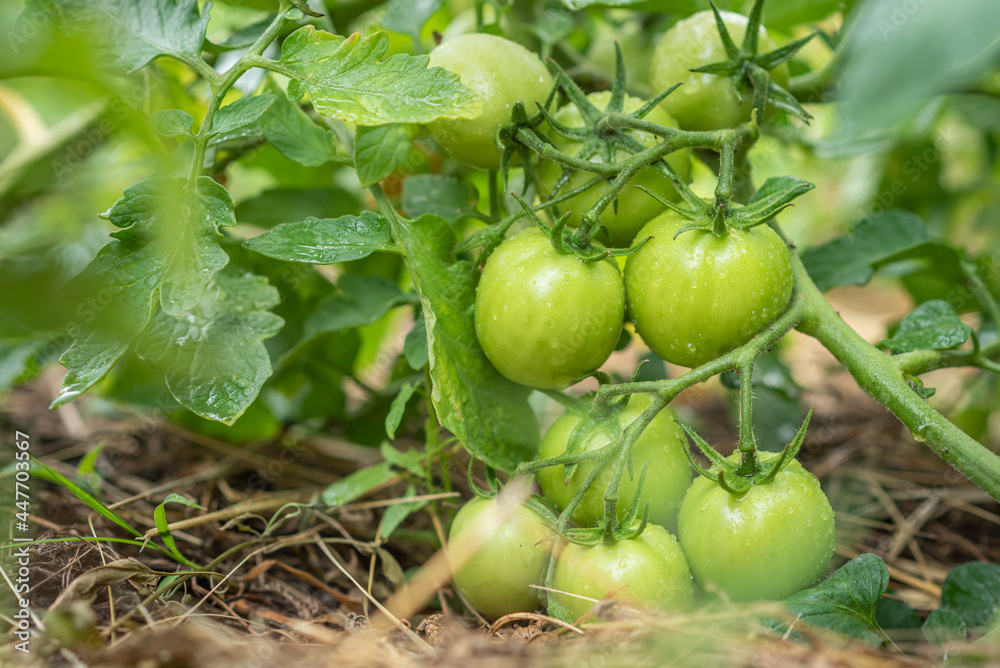 Group of fresh green tomatoes grow on bushes in the village
