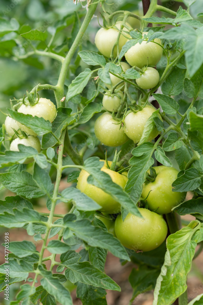 Green tomatoes grow in a vegetable garden in summer