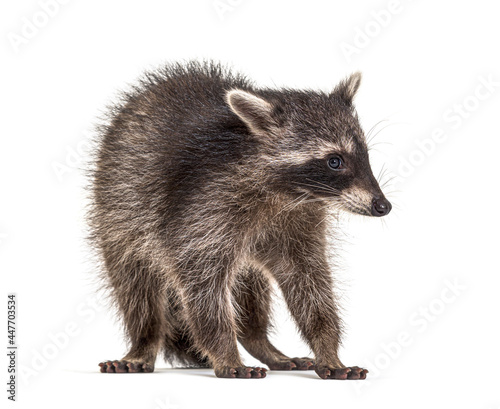 raccoon standing in front, isolated on white